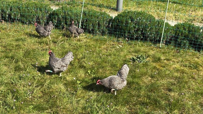 Hühnerbesuch